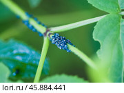 Group of blue aphids with white stripes on a branch of a green bush. Стоковое фото, фотограф Татьяна Лобанова / Фотобанк Лори