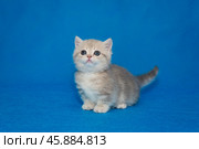 Grey Scottish kitten, munchkin. Стоковое фото, фотограф Okssi / Фотобанк Лори