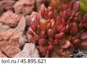Crassula pubescens subsp. radicans, Крассула укореняющаяся, Крассула укореняющаяся радиканс. Стоковое фото, фотограф Светлана Кузнецова / Фотобанк Лори