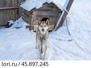 Собака с будкой зимой. Редакционное фото, фотограф Ирина Яровая / Фотобанк Лори