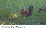 Squirrel with nut in park. Стоковое видео, видеограф Михаил Коханчиков / Фотобанк Лори