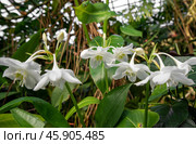 White Amazon lily (Eucharis grandiflora) flowers in bloom, showcasing elegant petals and vibrant green centers against a blurred natural background. Стоковое фото, фотограф Татьяна Терехина / Фотобанк Лори