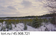Serene winter forest panorama with snowcovered evergreen trees under cloudy sky. Стоковое видео, видеограф Zakharova Natasha / Фотобанк Лори