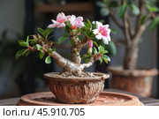 Blooming adenium obesum bonsai showing pink and white flowers. Стоковое AI-изображение, AI-художник Иван Рябоконь / Фотобанк Лори