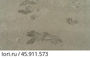 Burrows dug by sand bubbler crabs and sand balls form a bizarre pattern on a beach. Top view. Full screen. Malaysia. Borneo. Kota Kinabalu. Стоковое фото, фотограф Вера Ивановна Кубарева / Фотобанк Лори