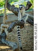 Monkey lemur with striped tail. Стоковое фото, фотограф Ольга Гордеева / Фотобанк Лори
