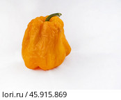 Shriveled fruits of yellow sweet pepper on a white background. There is a place for inserts. Стоковое фото, фотограф Андреева Тамара Викторовна / Фотобанк Лори