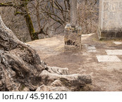 Armenian monastery of Haghartsin of the 11th-13th century in the Tavush Province of Armenia. Tuff khachkar. Стоковое фото, фотограф Evgenia Shevardina / Фотобанк Лори