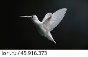 International Albinism Awareness Day, albino hummingbird on a black background, a genetic feature of appearance, not like everyone else. Стоковое AI-изображение, AI-художник Светлана Леуто / Фотобанк Лори