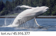 International Albinism Awareness Day, an albino whale jumps out of the water, a genetic feature of appearance, not like everyone else. Стоковое AI-изображение, AI-художник Светлана Леуто / Фотобанк Лори