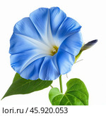 Heavenly blue morning glory blooming with elegance on white background. Стоковое AI-изображение, AI-художник Иван Рябоконь / Фотобанк Лори