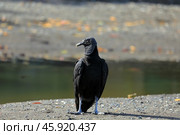 Американская чёрная катарта или урубу (Coragyps atratus) из семейства американских грифов. Коста-Рика. Стоковое фото, фотограф Bala-Kate / Фотобанк Лори