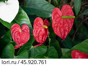 Close-up of Anthurium andraeanum flowers in vivid red and white colors, likely varieties Red Obake (red) and White Champion (white) Стоковое фото, фотограф Татьяна Терехина / Фотобанк Лори