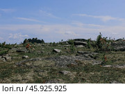 Forest tundra biom. Natural landscape with dwarf coniferous trees, green grass, stones, blue sky and rocks at summer day. Стоковое фото, фотограф Екатерина Якименко / Фотобанк Лори