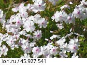 Phlox subulata - low-growing, creeping ornamental flower. Стоковое фото, фотограф Володина Ольга / Фотобанк Лори