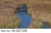 Serene wetland landscape with flowing stream curving through tall marsh grass. Стоковое видео, видеограф Антон Гвоздиков / Фотобанк Лори