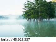 Panoramic view of a picturesque mountain lake with a grove of cypress trees in the water. The morning fog drifts over the water. Trees are beautifully reflected in the water. Copy space. Стоковое фото, фотограф Роман Дзюбало / Фотобанк Лори