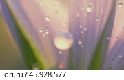 Dew drops gently resting on soft pink flower petals. Стоковое AI-видео, аниматор Юрий Поздников / Фотобанк Лори
