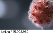 Microscopic view of rotating mold colony on a needle. Стоковое видео, видеограф Данил Руденко / Фотобанк Лори