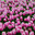 Pink tulips flowers field. Spring background. Стоковое фото, фотограф Photolart / Фотобанк Лори