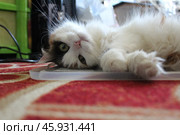 A cute cat lies on the floor and looks at the camera. Стоковое фото, фотограф Бондарева Елена / Фотобанк Лори