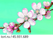 Весенний фон, цветущая ветка вишни на мятном фоне. Стоковое AI-изображение, AI-художник Татьяна Костенко / Фотобанк Лори