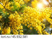 A beautiful fluffy bouquet of mimosa in a vase. Close-up. The concept of spring at home and International Women's Day on March 8th. Стоковое AI-изображение, AI-художник Photojuli / Фотобанк Лори