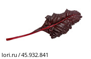 Beetroot leaves, fresh beet leaf. Лист мангольд. Стоковое фото, фотограф Roman B. / Фотобанк Лори