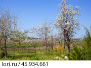 Spring garden with flowering trees in the countryside. White plum blossoms and yellow forsythia. Стоковое фото, фотограф Коханова Наталья / Фотобанк Лори
