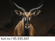 Portrait of a majestic sable antelope posing in the dark. Стоковое AI-изображение, AI-художник Иван Рябоконь / Фотобанк Лори