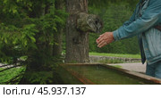 Person washing hands at a rustic wooden fountain in a forest setting. A wooden fountain embedded in a tree trunk, gently dripping water. Стоковое видео, видеограф Igor Tichonow / Фотобанк Лори