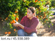 Skilled female gardener gathering crop of ripe tangerines fruits in orchard. Стоковое фото, фотограф Яков Филимонов / Фотобанк Лори