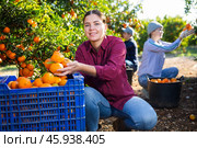 Portrait of female workers picking mandarins in box on farm. Стоковое фото, фотограф Яков Филимонов / Фотобанк Лори