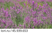 Цветение дербенника Lythrum salicaria на болоте. Стоковое видео, видеограф Александр Мамонтов / Фотобанк Лори