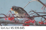 Дрозд-рябинник Turdus pilaris клюёт рябину. Стоковое видео, видеограф Александр Мамонтов / Фотобанк Лори
