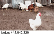 Rooster and white chickens in a homestead foraging feed at Backyard Coop. Brown hen wandering in a farmyard. Breeding livestock animals in agribusiness for free range organic egg and poultry industry. Стоковое видео, видеограф Марина Демидюк / Фотобанк Лори