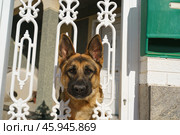 Овчарка охраняет частный дом. Стоковое фото, фотограф YuryKara / Фотобанк Лори