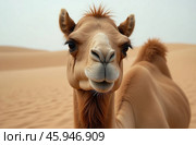 One-humped camel stands on desert sand. Arid Terrain. AI Generative. Стоковое AI-изображение, AI-художник Spirit River / Фотобанк Лори