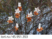 Подкормка для птиц зимой висит на кустах в городе. Стоковое фото, фотограф Румянцева Наталия / Фотобанк Лори