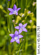 Campanula altaica Ledeb. (семейство Campanulaceae). Колокольчик алтайский. Общий вид цветущего растения. Стоковое фото, фотограф Евгений Мухортов / Фотобанк Лори
