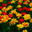 Поле махровых красных и желтых тюльпанов. Yellow and red double Monsella tulips flowers. Стоковое фото, фотограф Photolart / Фотобанк Лори
