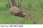Brown bears mother and cubs resting. Стоковое видео, видеограф Михаил Коханчиков / Фотобанк Лори