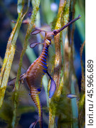 Common sea dragon Phyllopteryx taeniolatus is a marine fish of the order Syngnathiformes. Стоковое фото, фотограф Андрей Армягов / Фотобанк Лори
