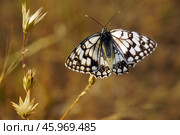 Бабочка Пестроглазка русская (Melanargia russiae) Стоковое фото, фотограф Дмитрий Жуков / Фотобанк Лори