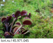 Венерина мухоловка (лат. Dionaea muscipula) в тропическом саду в зеленой траве на размытом фоне. Стоковое фото, фотограф Наталья Сухорукова / Фотобанк Лори