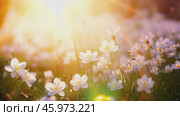 Beautiful bright summer spring background for bloggers or advertising with flying butterflies and fragrant flowers. Стоковое AI-видео, аниматор ALLA YURTAYEVA / Фотобанк Лори