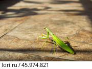 Богомол.Богомо́ловые, или богомо́лы (лат. Mantodea), — отряд крылатых насекомых с неполным превращением из надотряда тараканообразных. Стоковое фото, фотограф Роман Лукьянов / Фотобанк Лори