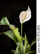 Dark floral spathiphyllum banner or background with a blank space for a text. Стоковое фото, фотограф Ольга Гордеева / Фотобанк Лори