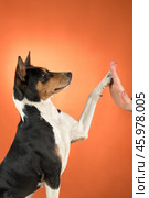 Adorable basenji dog smiling and giving high five, isolated on orange colored background. Стоковое фото, фотограф Светлана Акифьева / Фотобанк Лори