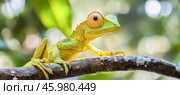 Plumed basilisk resting on a branch in the rainforest. Стоковое AI-изображение, AI-художник Юрий Поздников / Фотобанк Лори